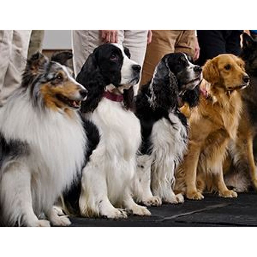 GOLF CART/UTV PERMIT Middle Georgia Kennel Club Sept 4 – Sept 7 2026.. MUST PROVIDE PROOF OF INSURANCE